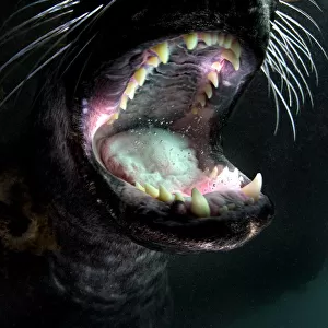 Grey seal (Halichoerus grypus) young male plays and gapes, showing his teeth. Lundy Island
