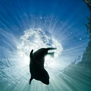 Grey seal (Halichoerus grypus) young seal silhouetted against the sun as it dives after breathing