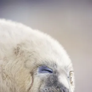 Grey seal pup sleeping {Halichoerus grypus} Lincolnshire, UK