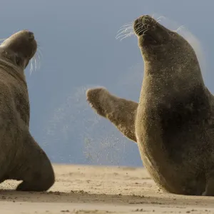 Two Grey seals (Halichoerus grypus) fighting, Donna Nook, Lincolnshire, UK, November 2008 Two Grey seals (Halichoerus grypus) fighting, Donna Nook, Lincolnshire, UK, November 2008
