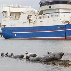 Grey seals (Halichoerus grypus) on haul out in fishing harbour with ferry in the background