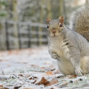 Grey Squirrel (Sciurus carolinensis) in urban park in winter. Glasgow, Scotland, December