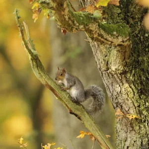 Grey squirrel (Sciurus carolinensis) foraging in an oak woodland. Perthshire, Scotland, Nov