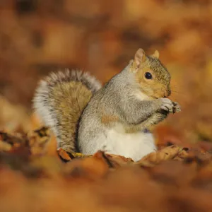 Grey Squirrel (Sciurus carolinensis) feeding among autumn leaves, Kent, UK. November 2012