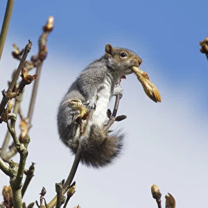 Grey squirrel (Sciurus carolinensis) feeding on new leaves in a Horse chestnut