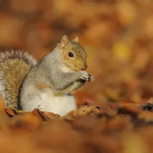 Grey Squirrel (Sciurus carolinensis) feeding among autumn leaves, Kent, UK. November 2012 Grey Squirrel (Sciurus carolinensis) feeding among autumn leaves, Kent, UK. November 2012