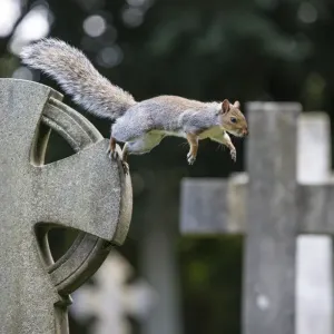 Grey squirrel (Sciurus carolinensis) jumping between gravestones in a churchyard, near Bristol, UK. October