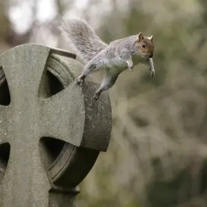 Grey squirrel (Sciurus carolinensis) leaping off a gravestone in a churchyard, near Bristol, UK. November