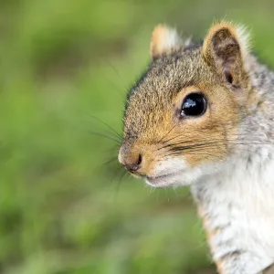 Grey squirrel (Sciurus carolinensis) portrait, urban park, Bristol, UK. March