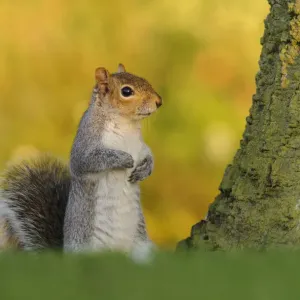 La ardilla gris (Sciurus carolinensis) se puso de pie en césped corto. Londres, Inglaterra, Reino Unido. La ardilla gris (Sciurus carolinensis) se puso de pie en césped corto. Londres, Inglaterra, Reino Unido.