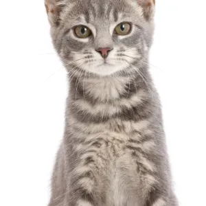 Grey tabby kitten