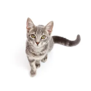 Grey Tabby Kitten Print Grey Tabby Kitten Print