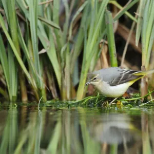 Grey wagtail (Motacilla cinerea) amongst vegetation, Kent, UK, February