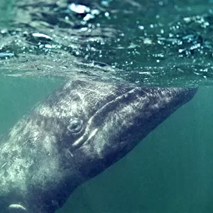 Grey whale calf (Eschrichtius robustus), San Ignacio Lagoon, Baja California, Mexico