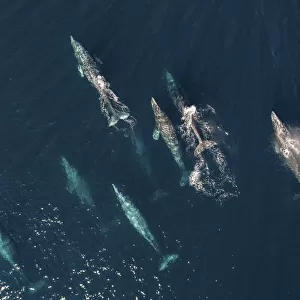 Grey whale (Eschrichtius robustus) pod migrating north, aerial view