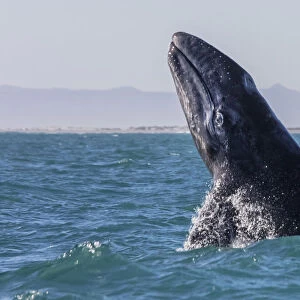 Grey whale (Eschrichtius robustus) breaching, San Ignacio Lagoon, El Vizcaino Biosphere Reserve