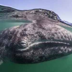 Grey whale (Eschrichtius robustus) calf, San Ignacio Lagoon, El Vizcaino Biosphere Reserve Grey whale (Eschrichtius robustus) calf, San Ignacio Lagoon, El Vizcaino Biosphere Reserve