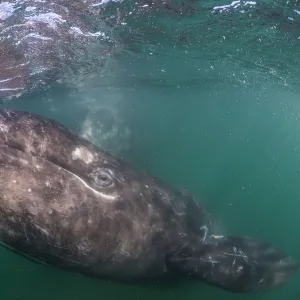 Grey whale (Eschrichtius robustus) calf, San Ignacio Lagoon, El Vizcaino Biosphere Reserve