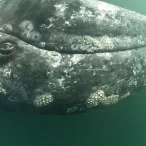 Grey whale (Eschrichtius robustus) calf upside down, San Ignacio Lagoon, Baja California Grey whale (Eschrichtius robustus) calf upside down, San Ignacio Lagoon, Baja California