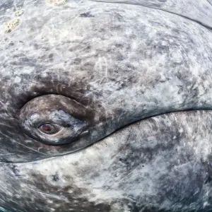 Baleine grise (Eschrichtius robustus) œil, Baie de Magdalena, Basse-Californie, Mexique, février. Baleine grise (Eschrichtius robustus) œil, Baie de Magdalena, Basse-Californie, Mexique, février.