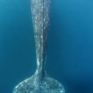 Grey whale (Eschrichtius robustus) tail, Magdalena Bay, Baja California, Mexico, February Grey whale (Eschrichtius robustus) tail, Magdalena Bay, Baja California, Mexico, February