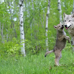 Grey wolf (Canis lupus) adult greeted by cub, captive, USA