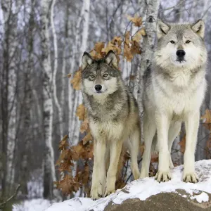 Grey wolf Print - Captive Winter Scene Grey wolf Print - Captive Winter Scene