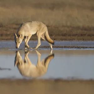 Grey wolf (Canis lupus) Astrakhan Steppe, Southern Russia