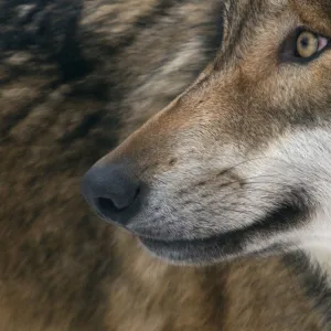 Grey wolf (Canis lupus) close up, captive