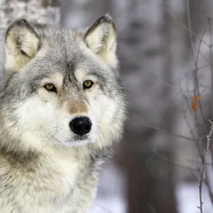 Grey Wolf (Canis lupus), in forest, captive, USA