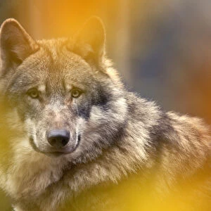 Grey wolf (Canis lupus) head portrait, viewed through autumn colours, captive