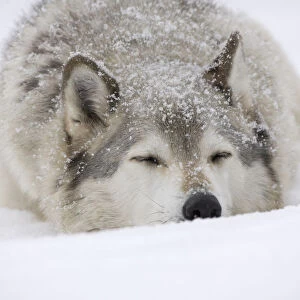 Grey Wolf (Canis lupus) head portrait of male, sleeping in snow, Captive