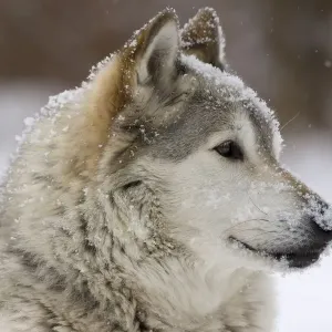 Captive Grey Wolf Head Print Captive Grey Wolf Head Print