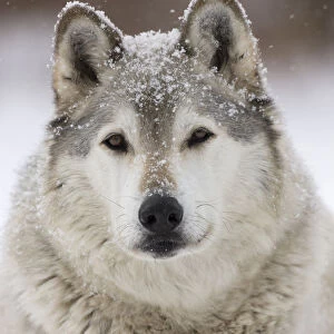 Grey Wolf (Canis lupus) head portrait of male, in snow, Captive