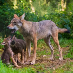 Grey wolf (Canis lupus) mother and two month cubs, captive