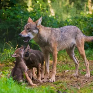 Grey wolf (Canis lupus) mother and two month cubs, captive Grey wolf (Canis lupus) mother and two month cubs, captive