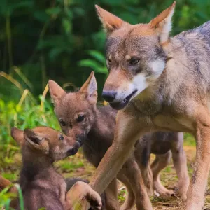 Captive Grey Wolf Mother and Two-Month Cubs Print Captive Grey Wolf Mother and Two-Month Cubs Print
