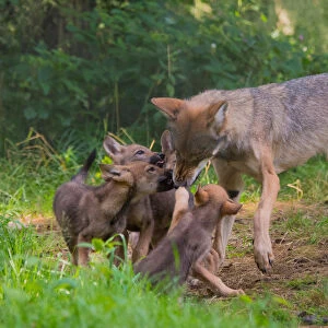 Grey wolf (Canis lupus) mother and two month old cubs, pups begging for food by licking