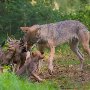 Grey Wolf Mother and Two-Month-Old Cubs Print Grey Wolf Mother and Two-Month-Old Cubs Print