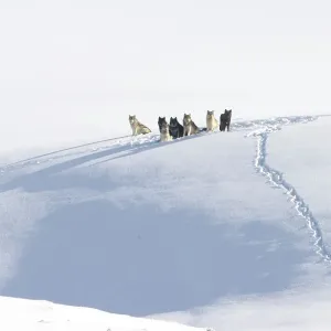Grey wolf (Canis lupus) pack resting on a snow ledge, Hayden Valley, Yellowstone National Park, USA. January Grey wolf (Canis lupus) pack resting on a snow ledge, Hayden Valley, Yellowstone National Park, USA. January