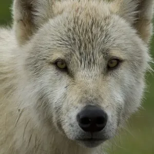 Grey wolf (Canis lupus) portrait, Katmai National Park, Alaska, USA, August Grey wolf (Canis lupus) portrait, Katmai National Park, Alaska, USA, August