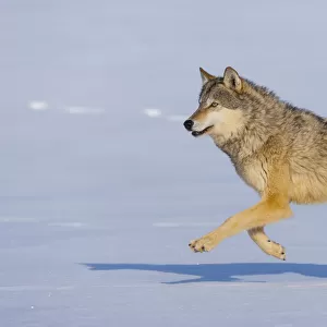 Grey wolf (Canis lupus) running in snow, captive