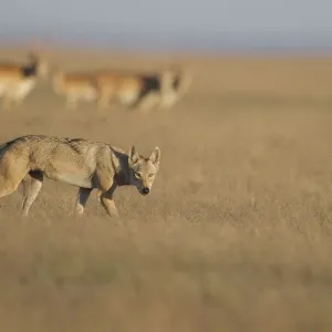 Grey wolf Print with Saiga antelope in Astrakhan Steppe landscape Grey wolf Print with Saiga antelope in Astrakhan Steppe landscape