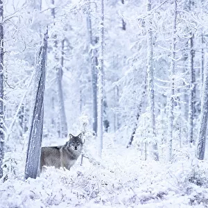 Grey wolf (Canis lupus) standing among trees in snow-covered forest, Finland. November