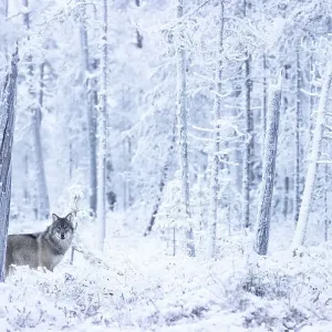Grey wolf print in snow-covered forest, Finland Grey wolf print in snow-covered forest, Finland