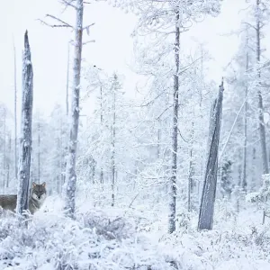 Grey wolf (Canis lupus) standing among trees in snow-covered forest, Finland. November Grey wolf (Canis lupus) standing among trees in snow-covered forest, Finland. November