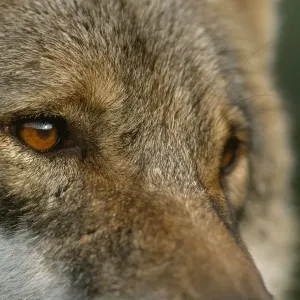 Grey wolf female head portrait, Carpathian mtns, Romania, captive Grey wolf female head portrait, Carpathian mtns, Romania, captive