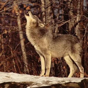 Grey Wolf Print, USA Grey Wolf Print, USA