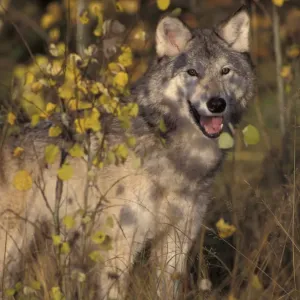 Grey wolf portrait {Canis lupus} captive USA Grey wolf portrait {Canis lupus} captive USA