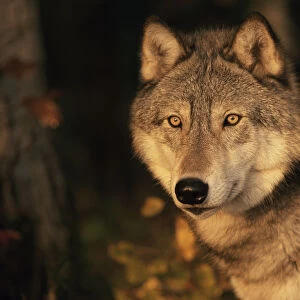 Grey wolf portrait {Canis lupus} captive, USA